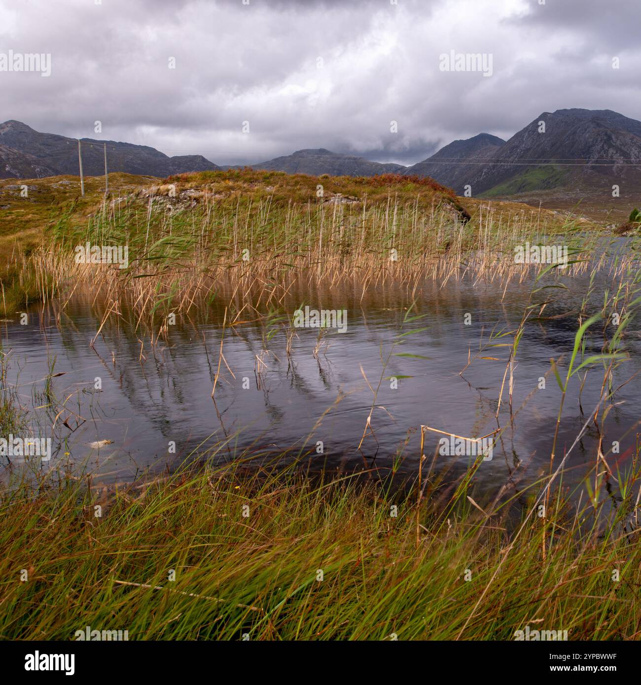 lake Detail County galway Stockfoto