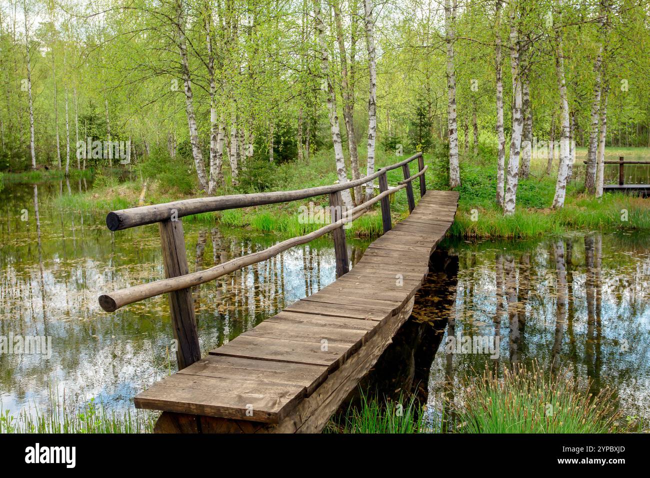 Handgefertigte Holzbrücke über den See zur kleinen Insel, Birken wachsen, ruhiger Frühlingstag im Freien. Stockfoto
