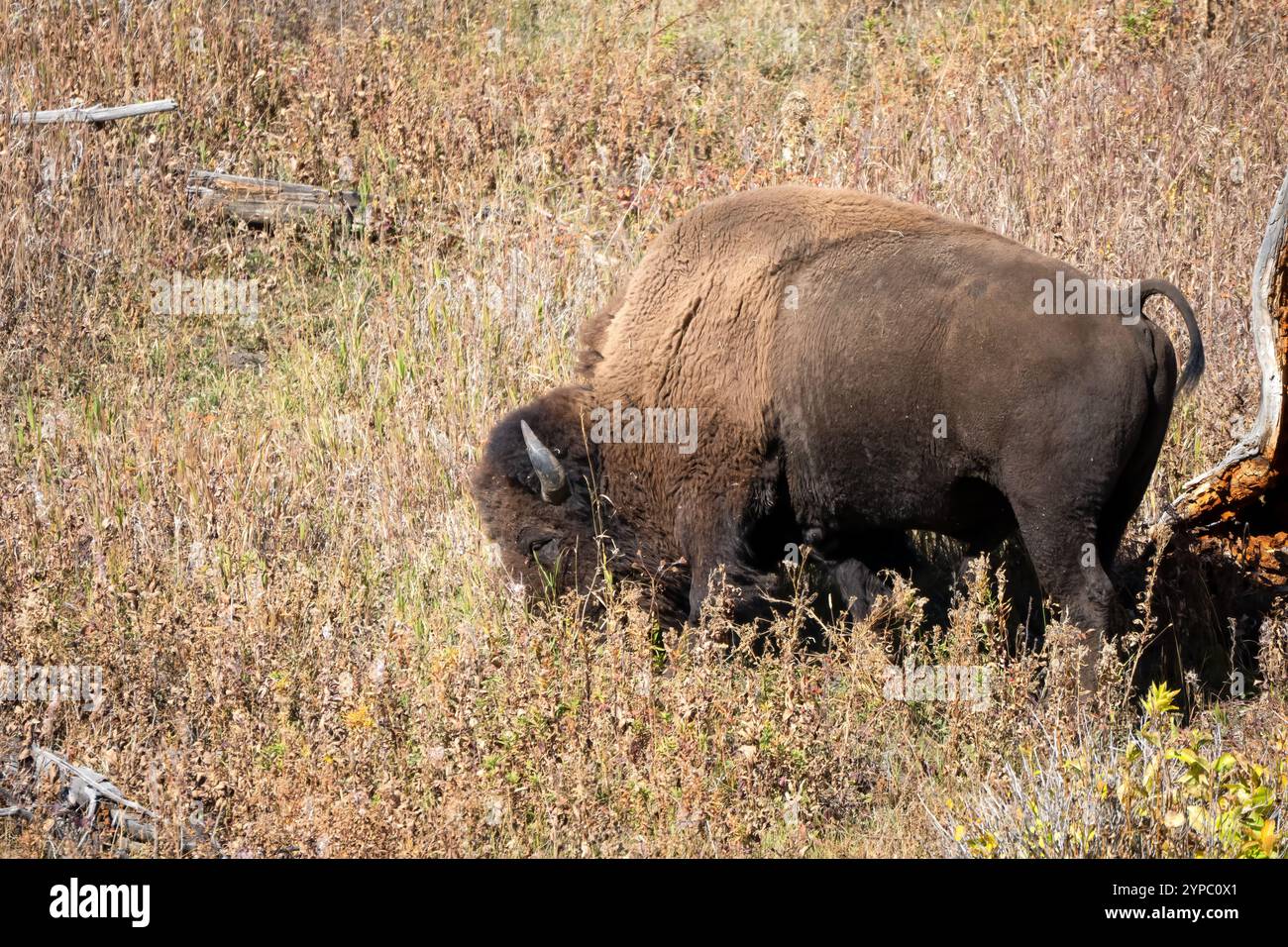 Nahaufnahme des wilden American Bison, Yellowstone National Park USA Stockfoto