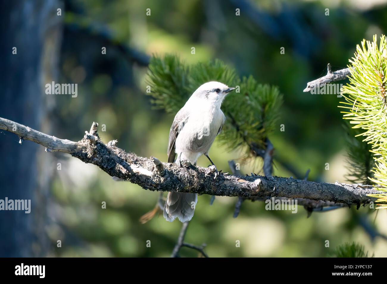 Nahaufnahme eines Canada jay (Perisoreus canadensis), auch bekannt als Grey jay, Grey jay, Camp Räuber oder Whisky Jack Stockfoto