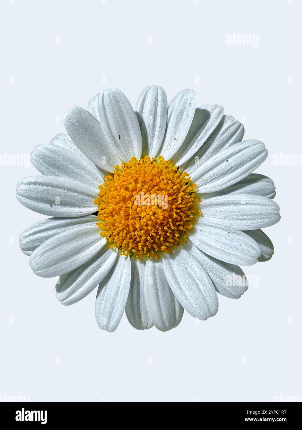 Isolierter Anacyclus clavatus, ein gewöhnliches Gänseblümchen mit weißen Blüten und einem hellen gelben Zentrum, dargestellt auf einem weichen Hintergrund - Smartphone-aufgenommenes Stockfoto