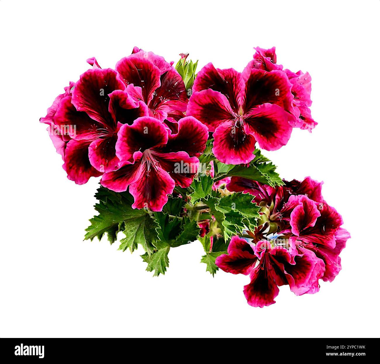 Isoliert auf dem weißen Hintergrund Pelargonium grandiflorum, auch bekannt als königliche Geranie, mit lebhaften rosa und magentafarbenen Blüten und strukturierten grünen Blättern - Smartphone-aufgenommenes Stockfoto