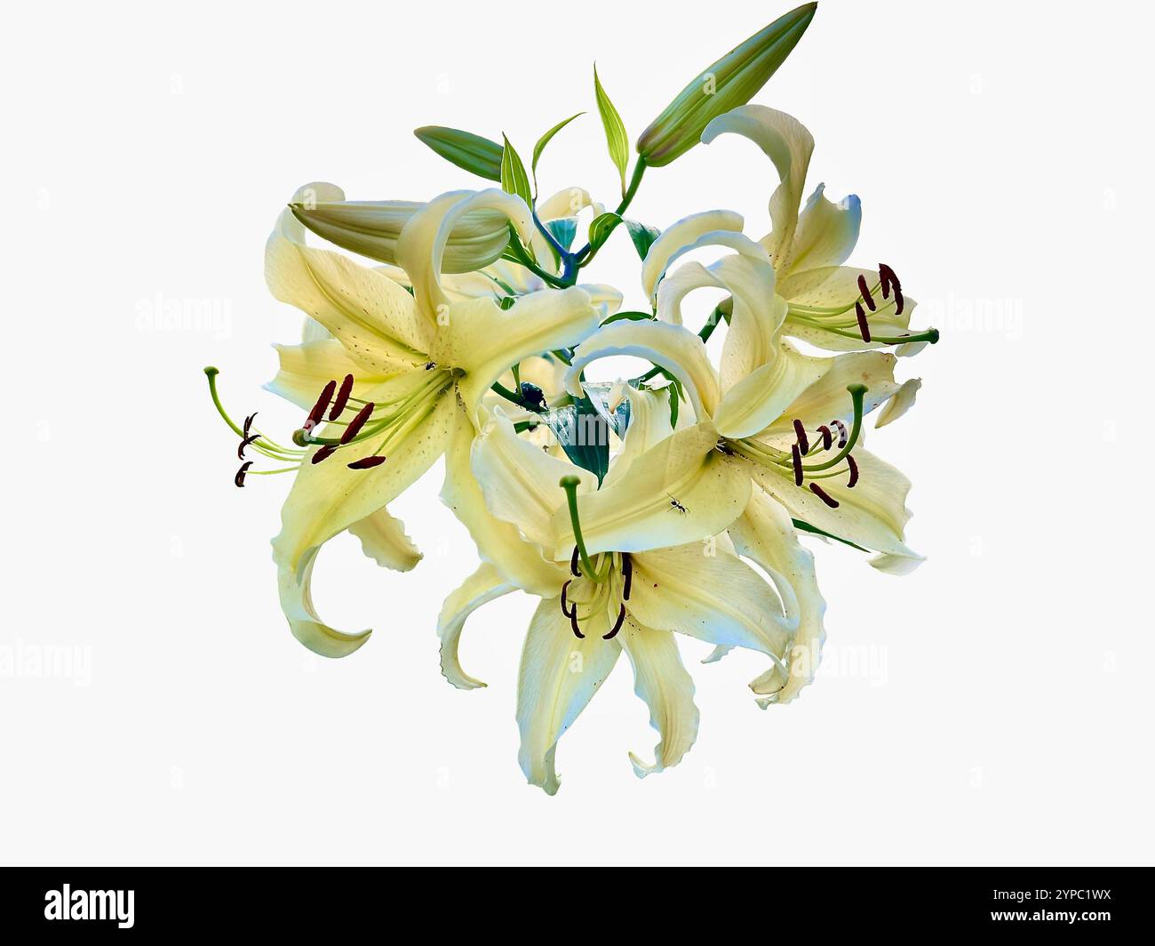 Isoliert auf dem weißen Hintergrund gelbe Tigerlilie, Lilium lancifolium, mit kräftigen gelben Blütenblättern und komplizierten braunen Flecken, die Einzigartigkeit symbolisieren Stockfoto