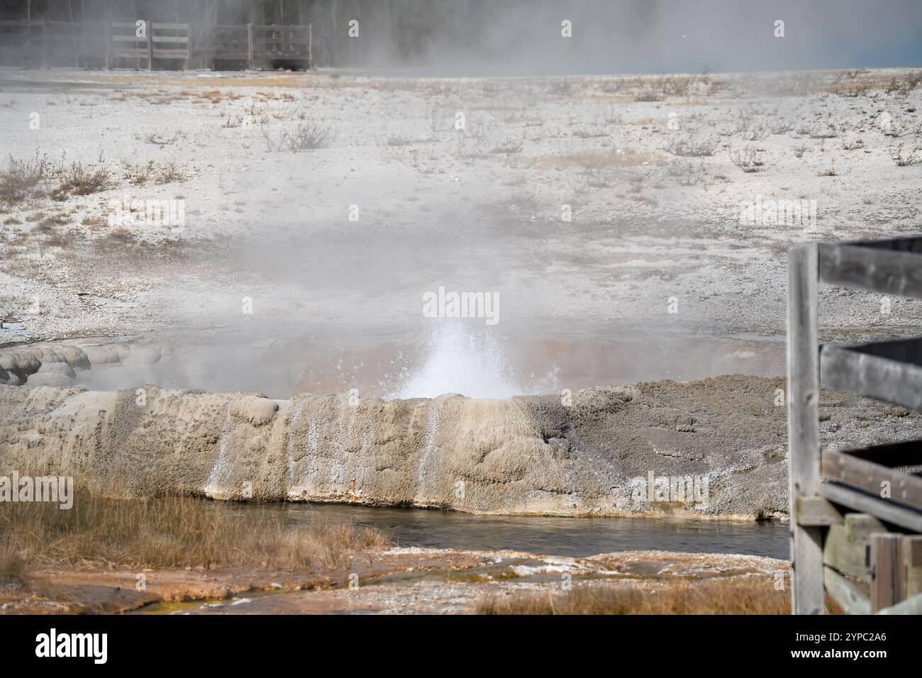 Eine aktive Geysirquelle mit einem periodischen Abfluss von Wasser, das turbulent und mit Dampf begleitet wird, im Yellowstone-Nationalpark, USA Stockfoto