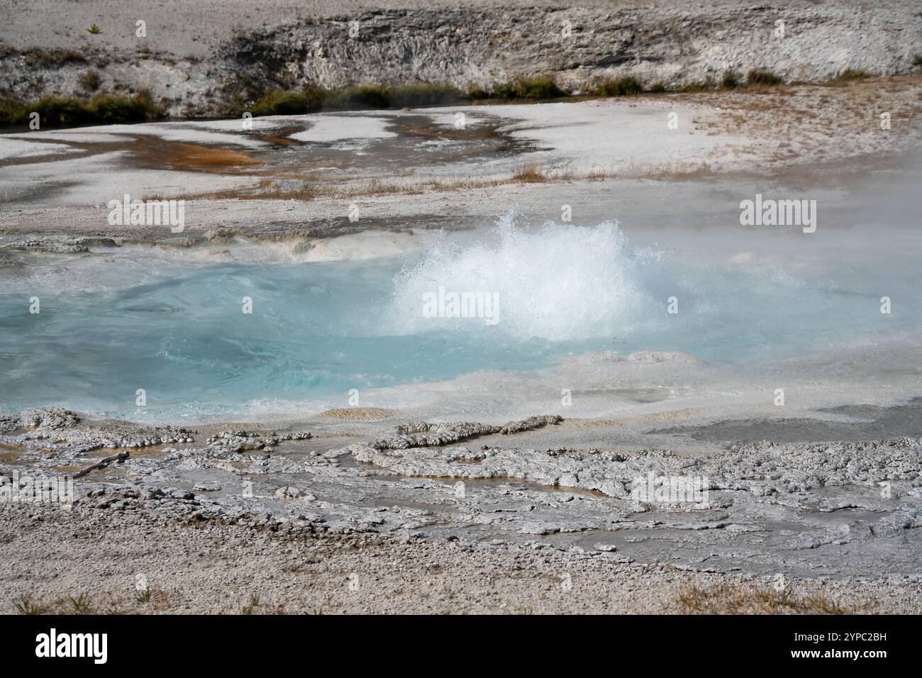 Eine aktive Geysirquelle mit einem periodischen Abfluss von Wasser, das turbulent und mit Dampf begleitet wird, im Yellowstone-Nationalpark, USA Stockfoto