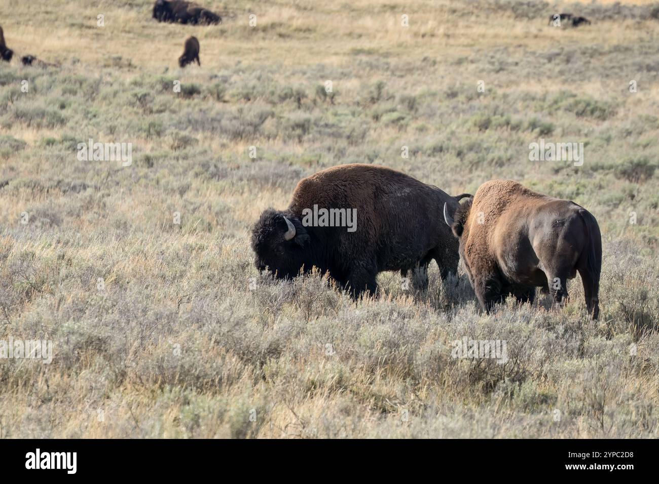 Nahaufnahme des wilden American Bison, Yellowstone National Park USA Stockfoto