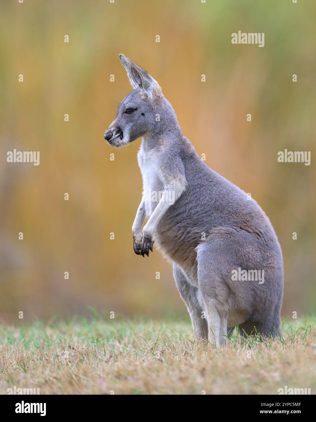 Känguru (Macropus rufus) joey Ganzkörperprofil Porträt vor verschwommenen Herbstfarben Stockfoto