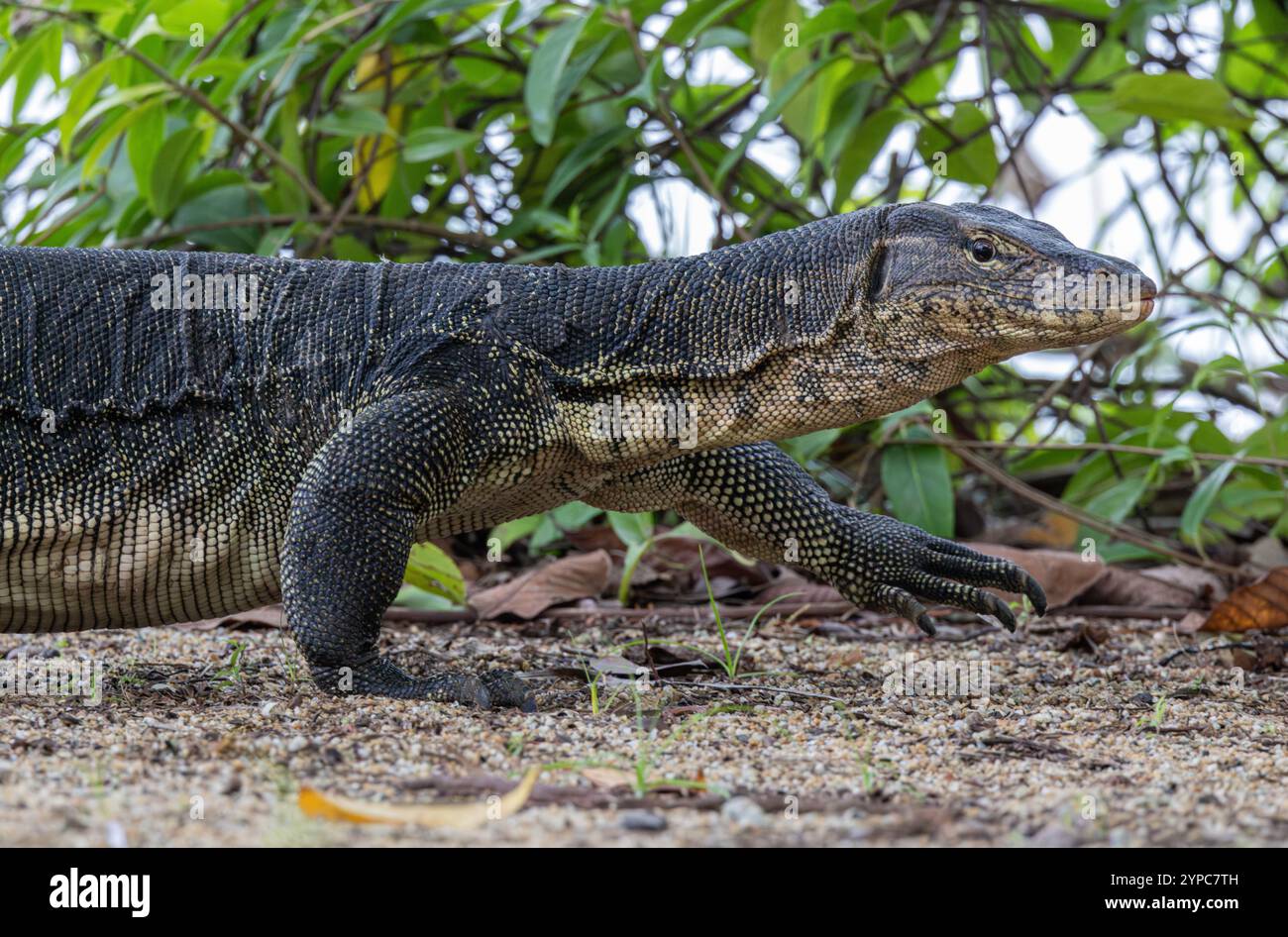 Malayan Water Monitor Lizard (Varanus salvator) in Gardens by the Bay, Singapur Stockfoto