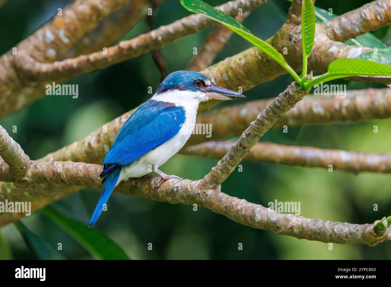 eisvogel (Todiramphus chloris) in Gardens by the Bay, Singapur Stockfoto