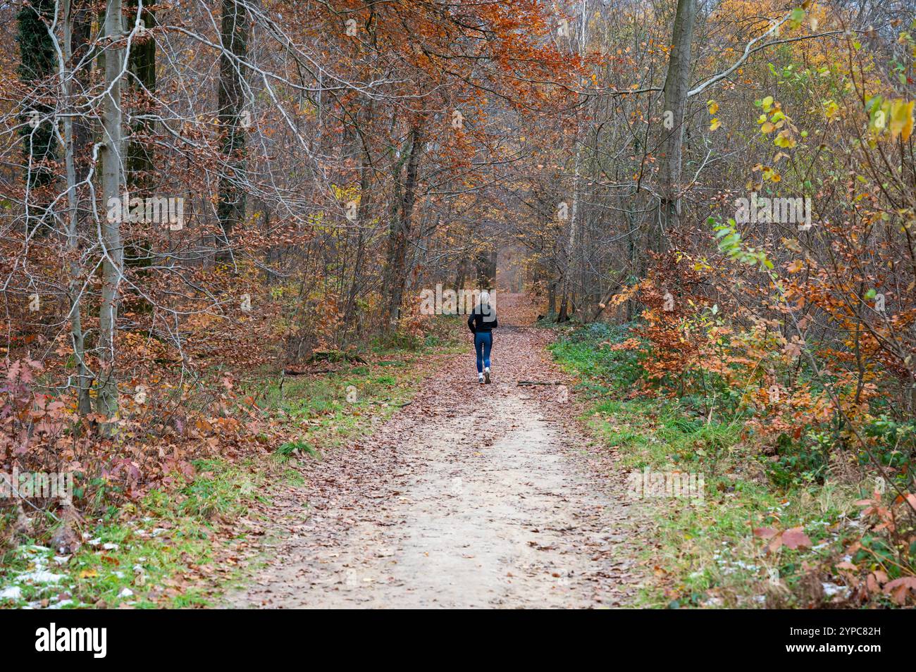 Joggingfrau mittleren Alters in den Wäldern von Oud-Heverlee, Leuven, Belgien, 23. November 2024 Stockfoto