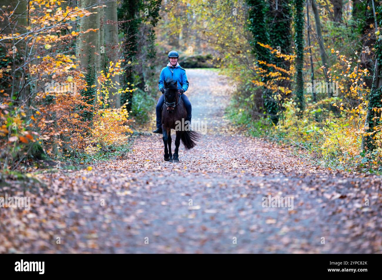 Frau, die ein Pferd auf einer herbstlichen Baumstraße in Oud-Heverlee, Leuven, Belgien, fährt, 23. November 2024 Stockfoto