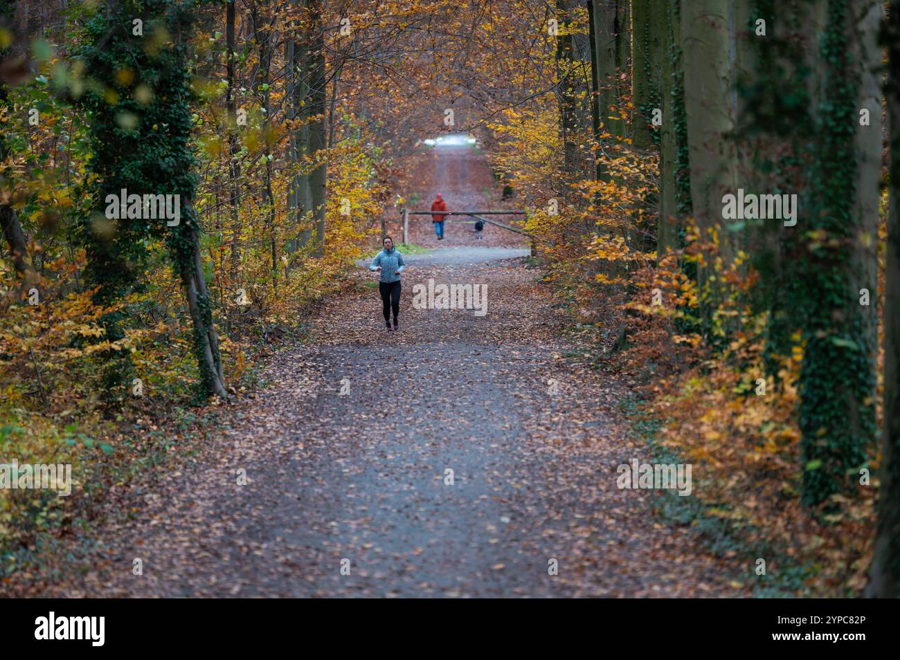 Frau, die einen Herbsttreelane in den Wäldern von Oud-Heverlee, Leuven, Belgien, führt, 23. November 2024 Stockfoto