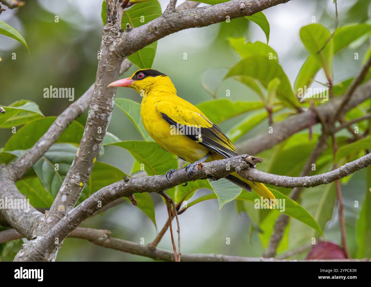 oriole (Oriolus chinensis) in Gardens by the Bay, Singapur Stockfoto