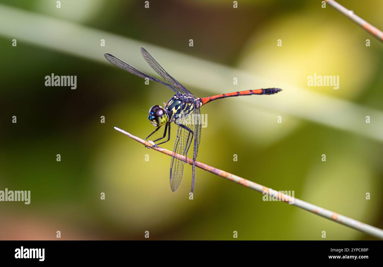 GrenadierLibelle (Agrionoptera insignis) am Schwanensee, den Botanischen Gärten von Singapur. Stockfoto