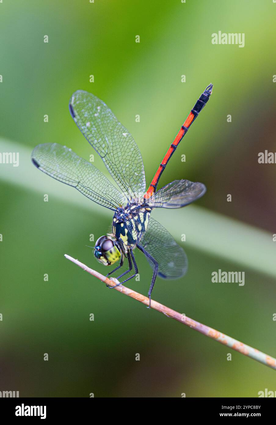 GrenadierLibelle (Agrionoptera insignis) am Schwanensee, den Botanischen Gärten von Singapur. Stockfoto
