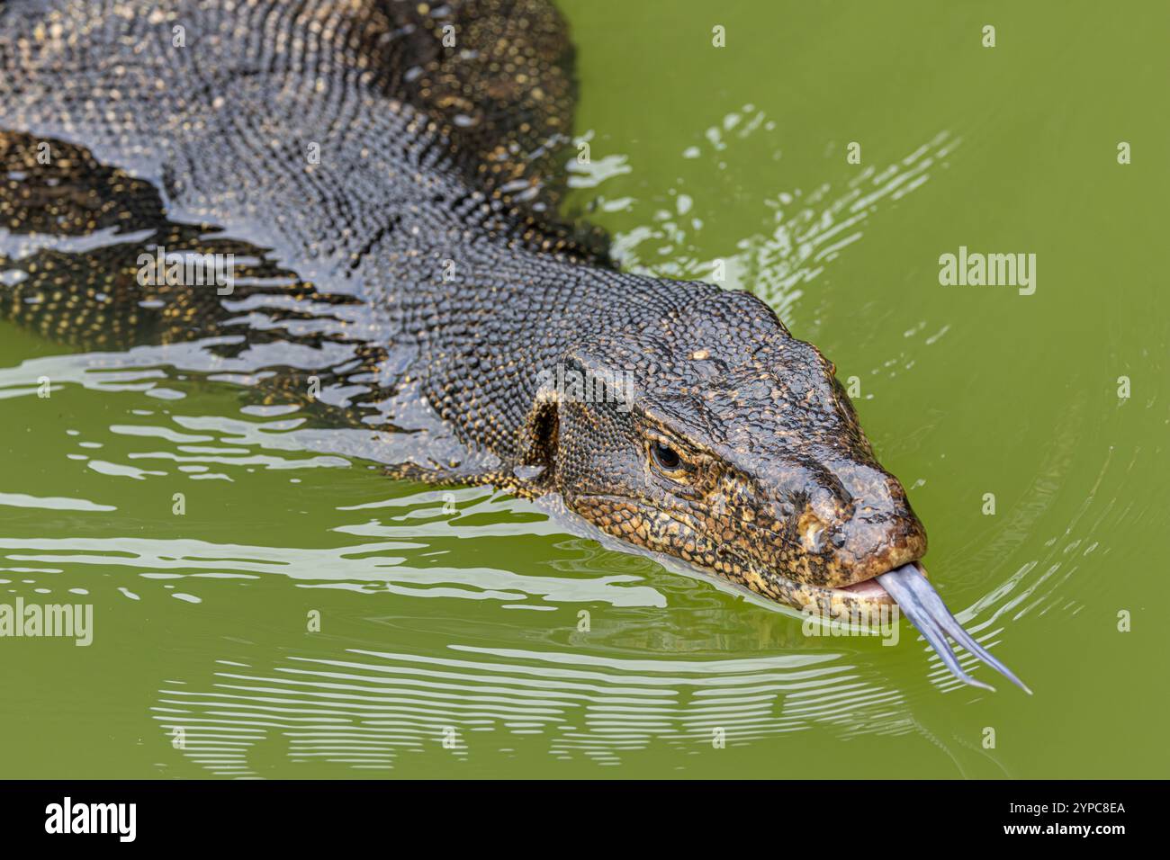 Malayan Water Monitor Lizard (Varanus salvator) in Gardens by the Bay, Singapur Stockfoto
