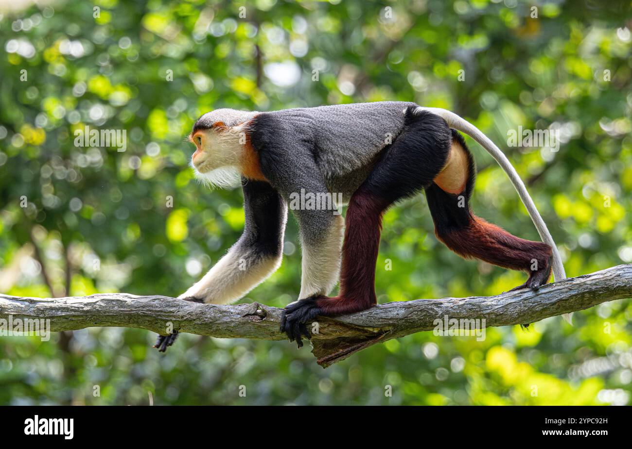 Captive Red-Shanked Douc Langur (Pygathrix nemaeus), Singapore Zoo, Singapur Stockfoto
