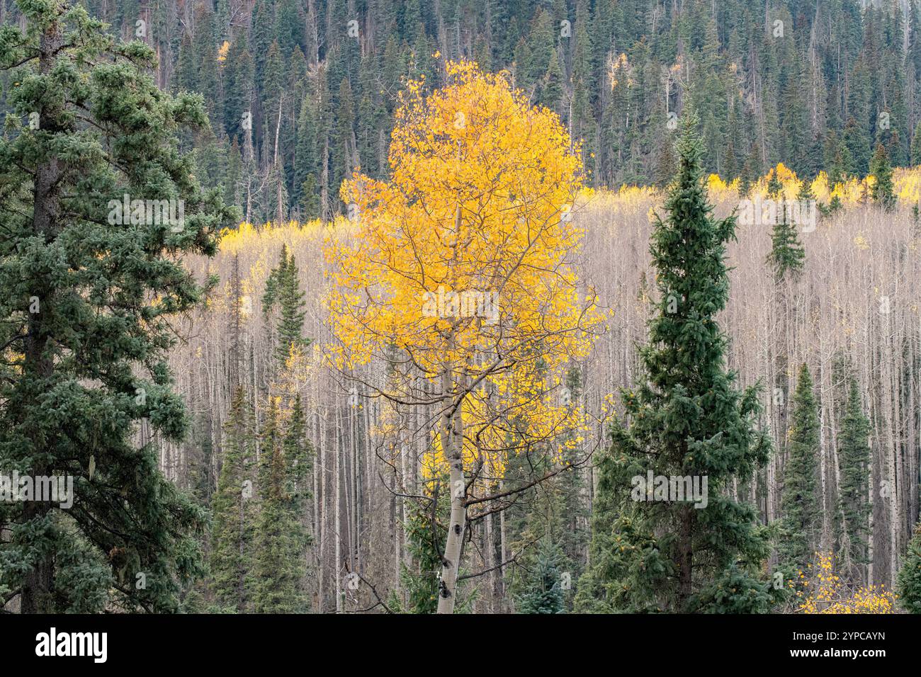 Mischwald entlang des Cascade Creek Trail, San Juan National Forest, Colorado Stockfoto