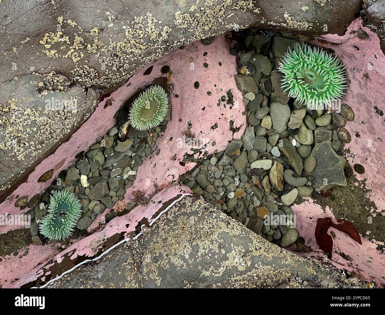 Grüne Meeresanemonen am Rialto Beach im Olympic National Park, Washington, USA. Stockfoto