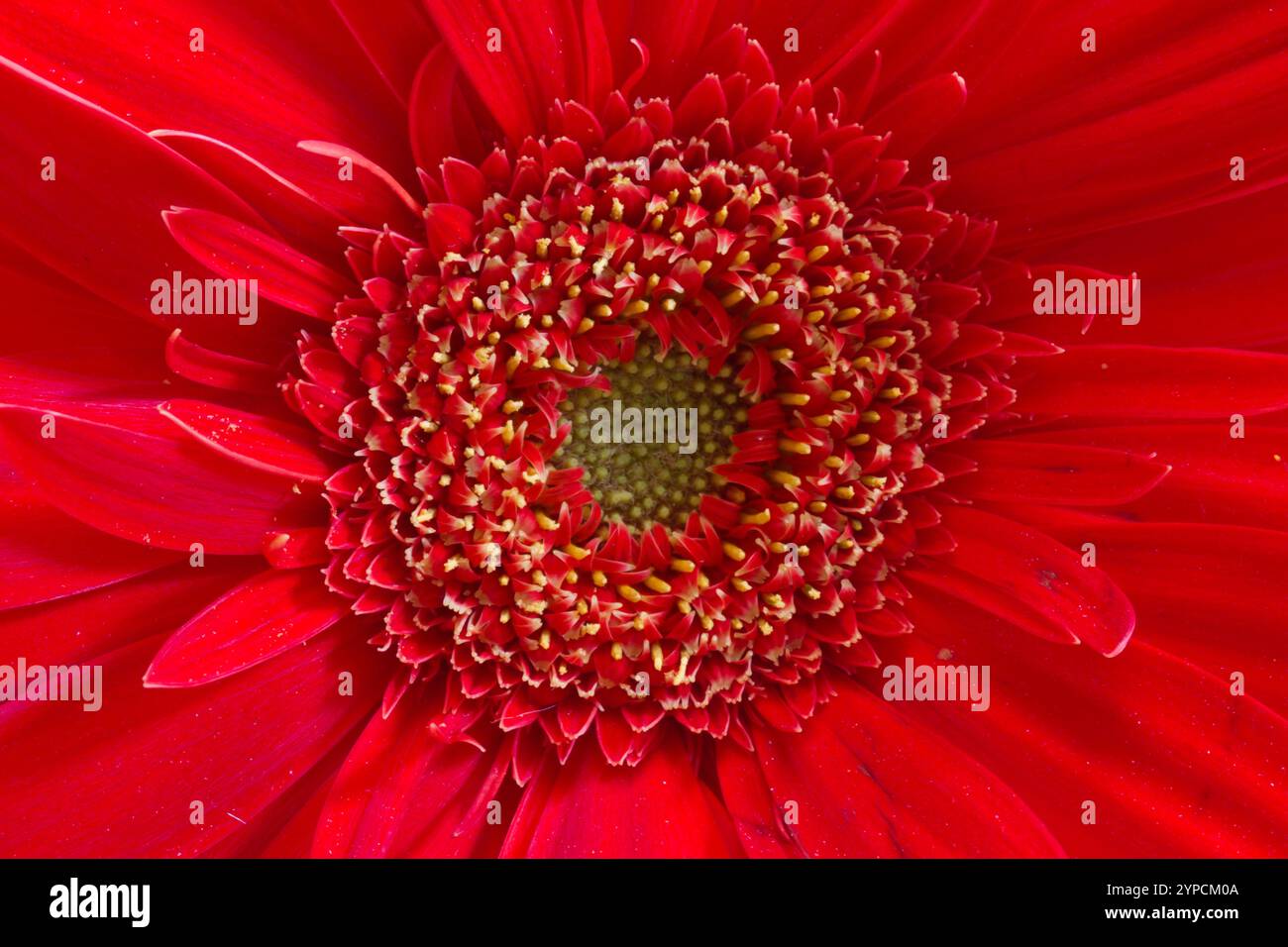 Diese atemberaubende Nahaufnahme einer Gerbera Gänseblümchen fängt die lebendige Energie der Natur in voller Blüte ein. Die leuchtend roten Blütenblätter strahlen von der Mitte nach außen, e Stockfoto