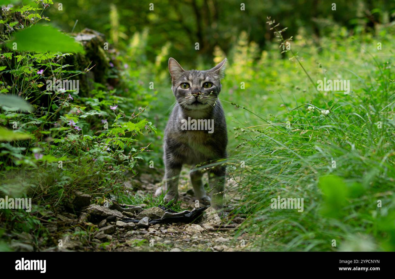 Eine Katze schnüffelt eine Pflanze im Wald Stockfoto