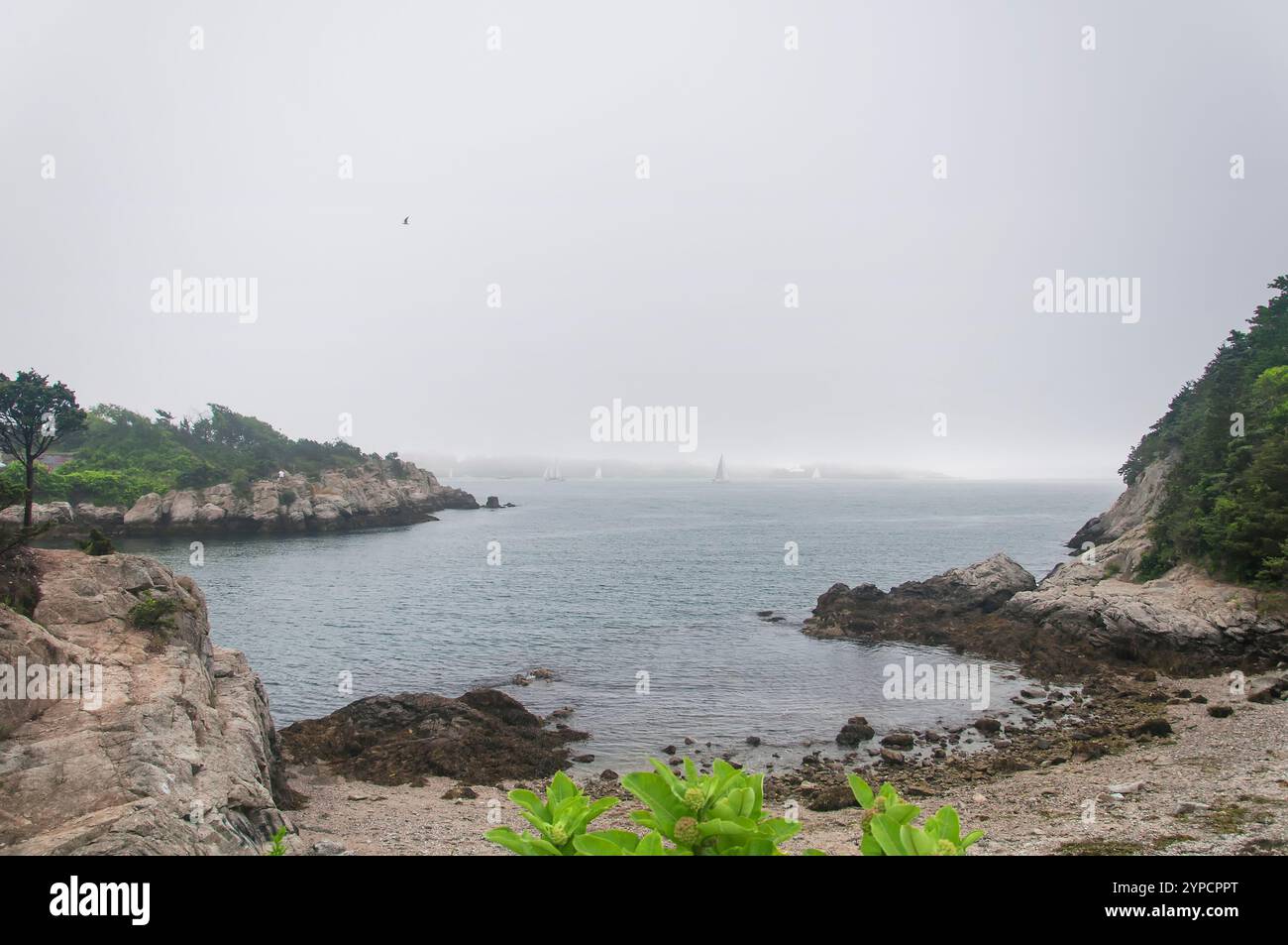 Die nebelige Küste im Fort Wetherill State Park in Jamestown, Rhode Island. Stockfoto