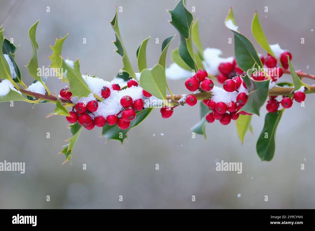 Zweig der Stechpalme (IIex aquifolium) Beeren mit Schnee. Stockfoto