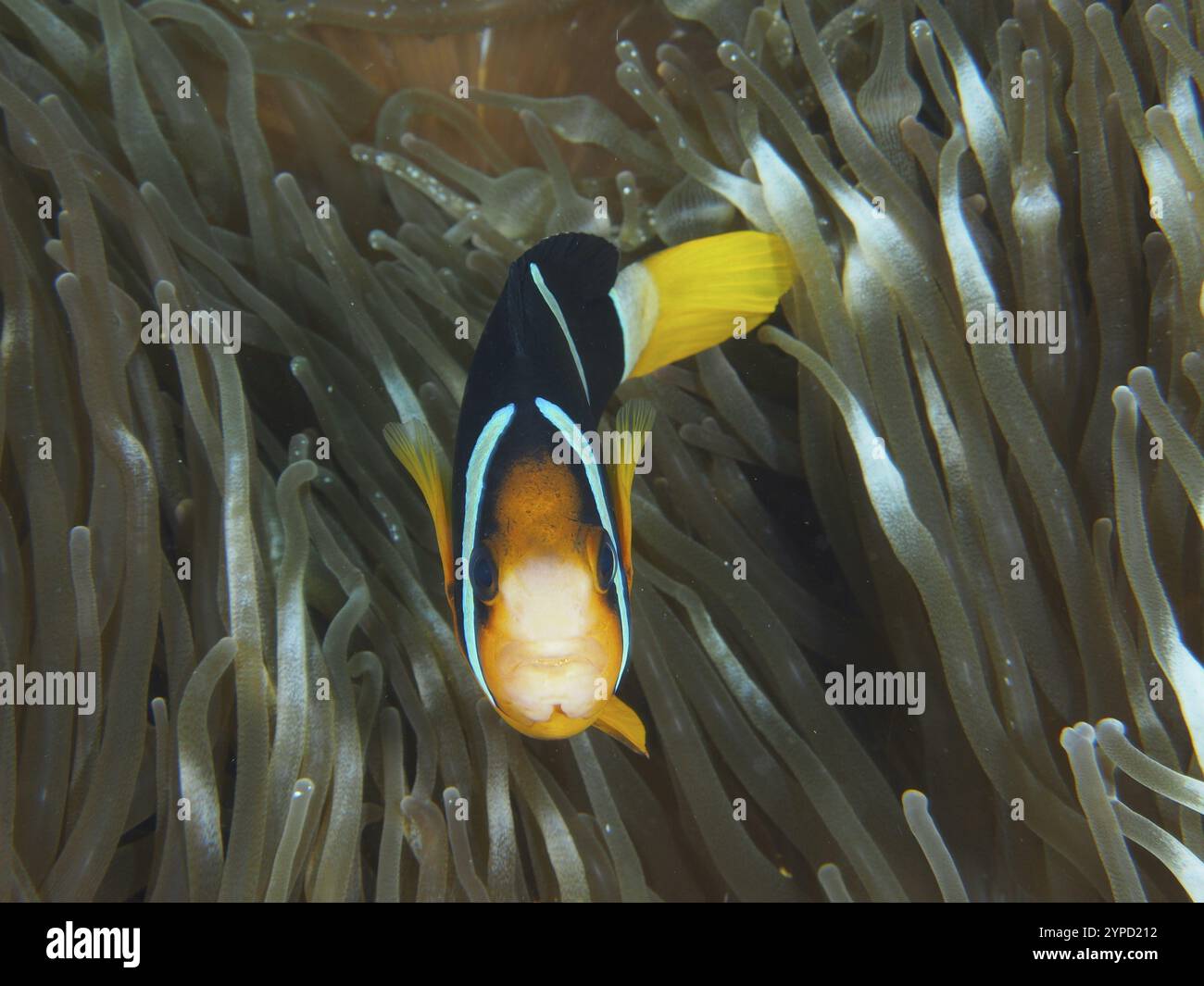 Ein Clark's Anemonish (Amphiprion clarkii) schwimmt in einer Meeresanemone, umgeben von feinen Tentakeln, Tauchplatz Toyapakeh, Nusa Ceningan, Nusa Penida, B Stockfoto