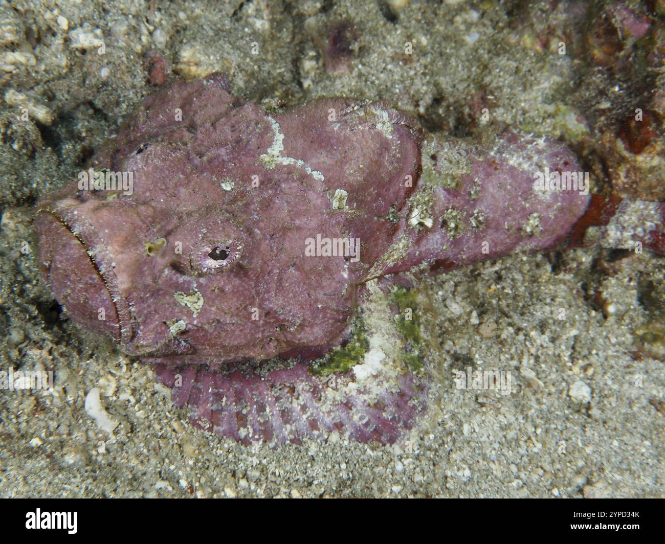 Ein rosafarbener Buckelskorpionfisch (Scorpaenopsis diabolus) tarnt sich auf dem sandigen Meeresboden, Tauchplatz Pidada, Penyapangan, Bali, Indonesien, Asien Stockfoto