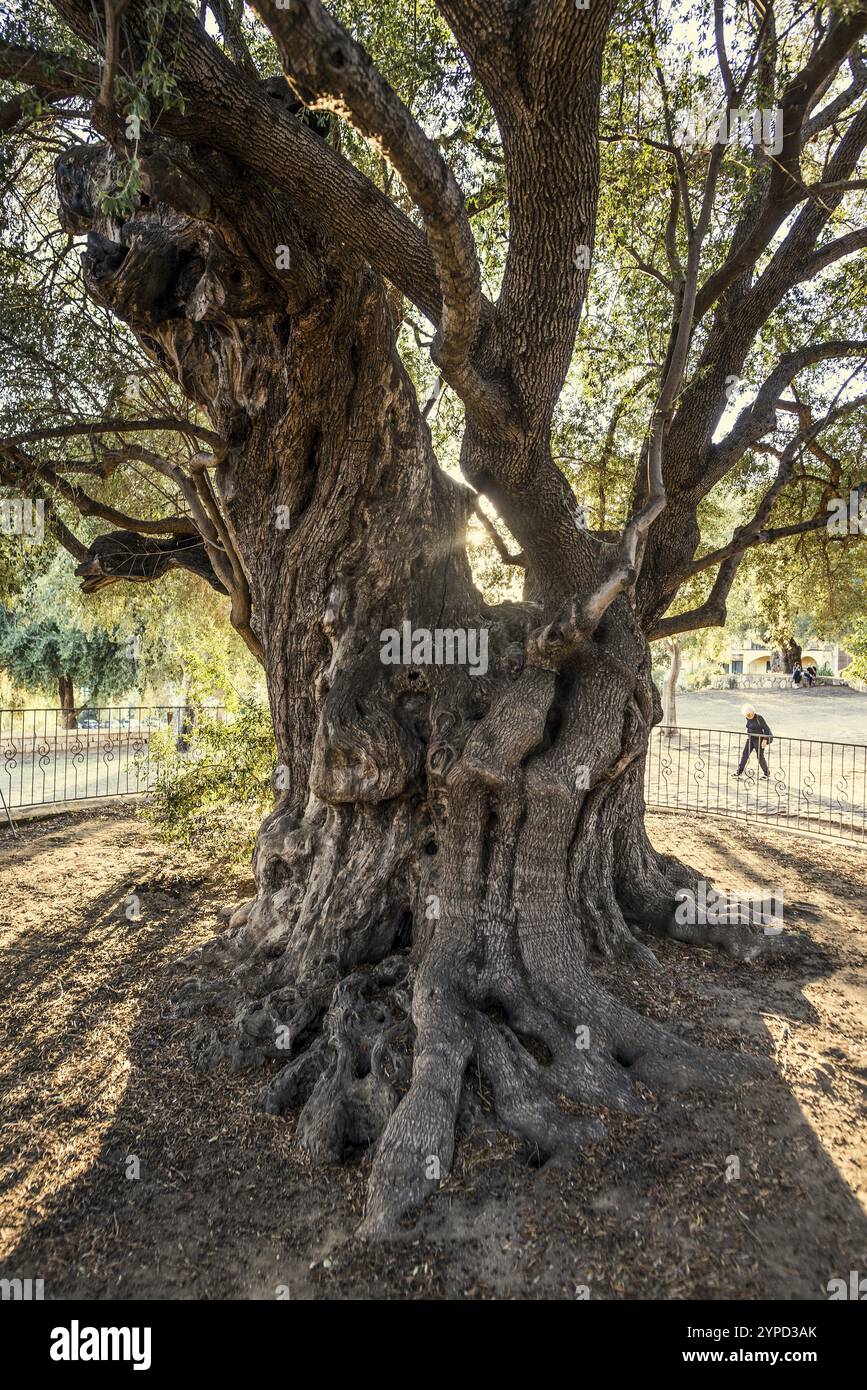 Ein alter tausend Jahre alter Olivenbaum im Garten Gethsemane in Jerusalem,  Israel Stockfotografie - Alamy