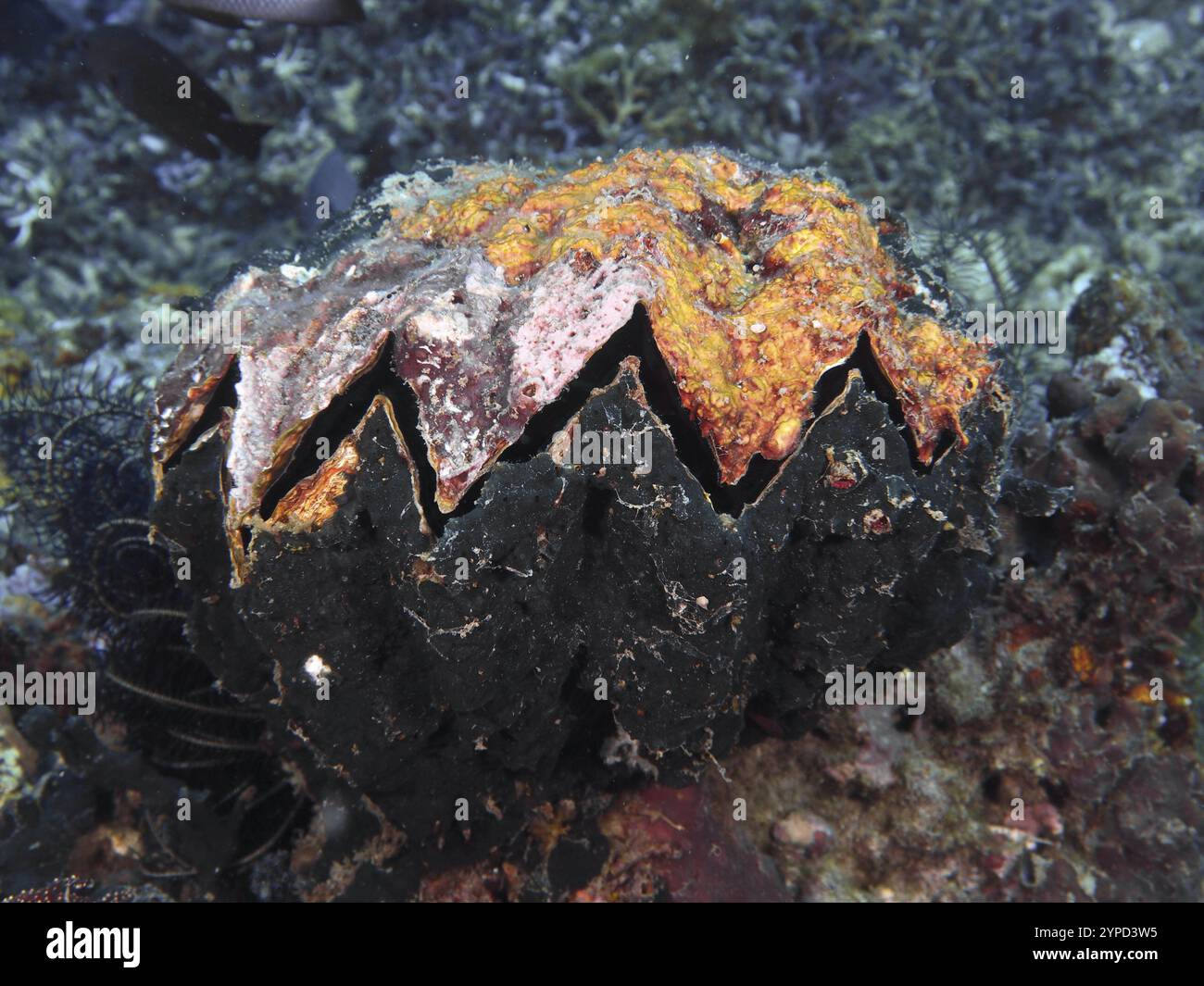 Riesenausternauster (Hyotissa hyotis), Muschel, auf dem Meeresboden, beeindruckende Texturen in Orange und Schwarz, Tauchplätze in der Nähe, Permuteran, Bali, Stockfoto