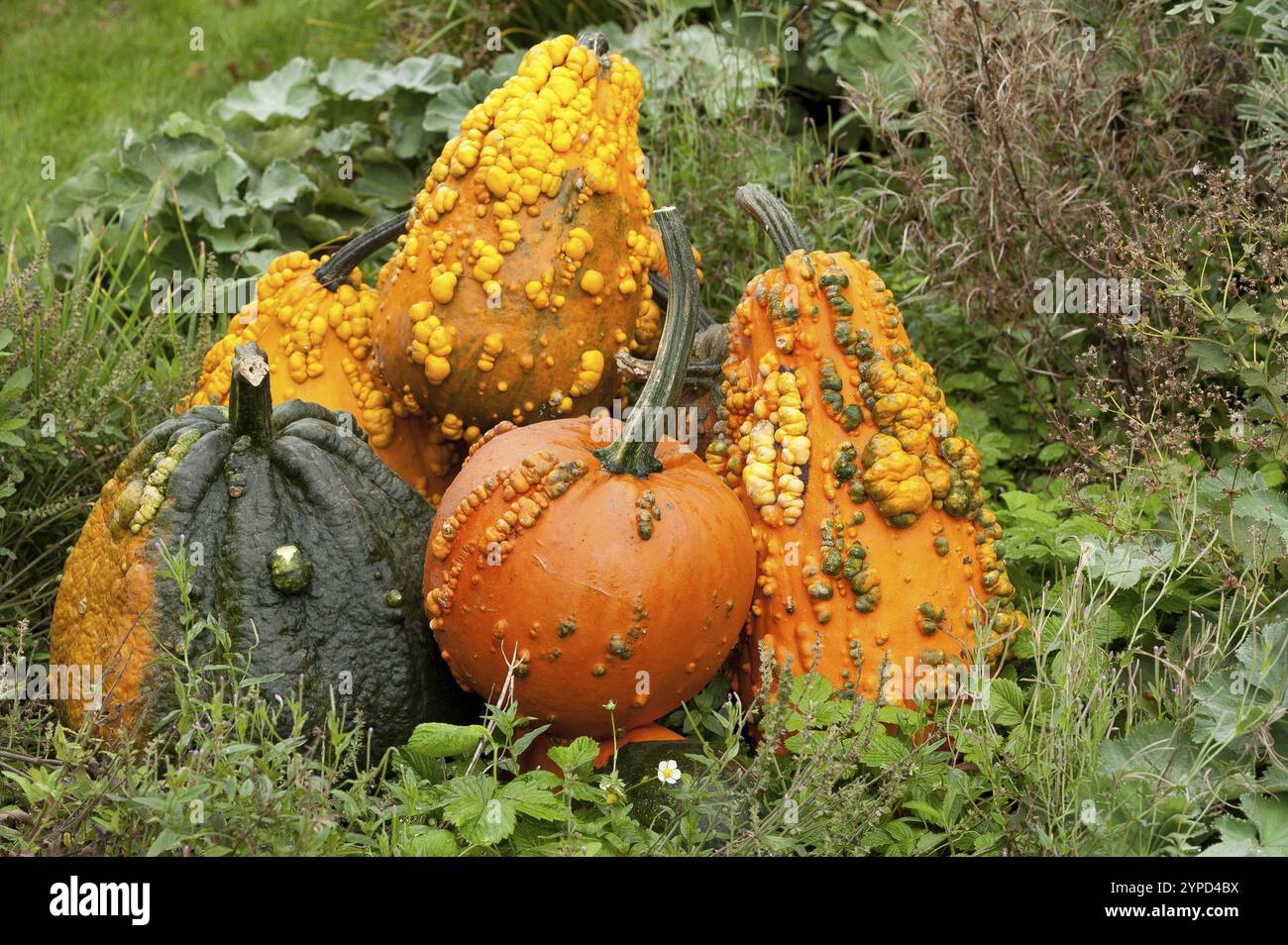 Gruppe von unregelmäßig geformten Kürbissen in verschiedenen Herbstfarben im Garten, borken, münsterland, deutschland Stockfoto