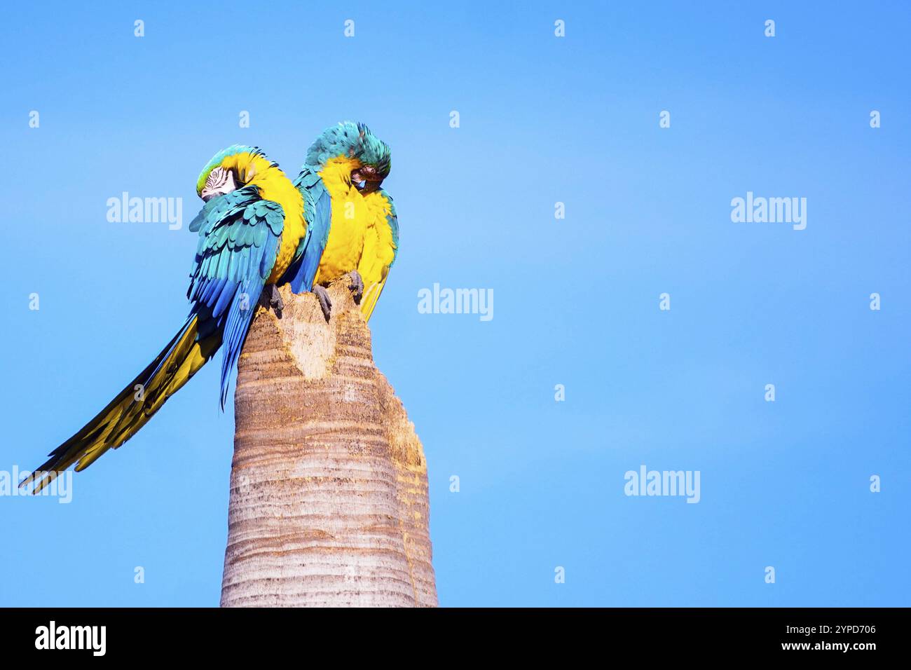 Ein paar Macaw-Caninde auf dem Stamm der Kokospalme. Es ist eine der emblematischen Arten des brasilianischen Cerrado und für viele Indigene wichtig Stockfoto