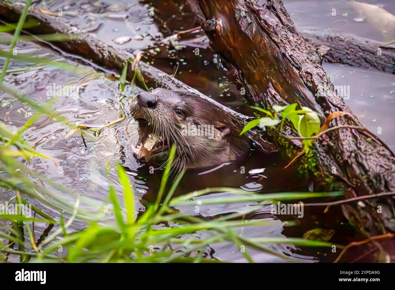 Der North American River Otter, der im Whitaker Ponds Nature Park in Portland, Oregon, seinen Kopf aus dem Wasser schaut Stockfoto