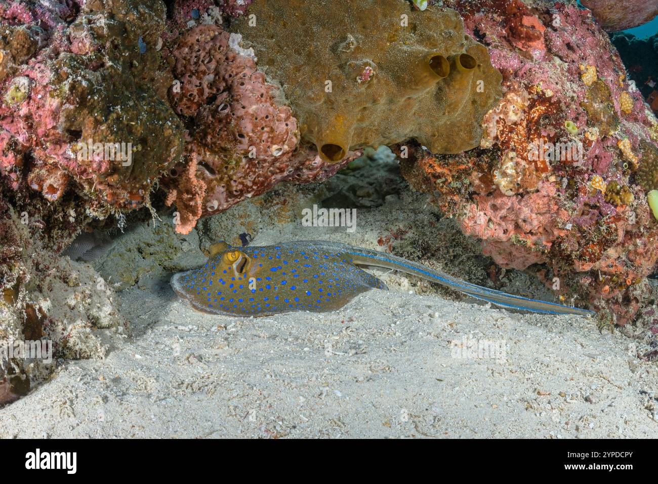 Blautopfrochen, Taeniura Lymma, East Lembeh Island, North Sulawesi, Indonesien Stockfoto