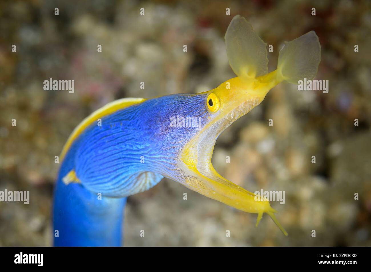 Blue Ribbon Eel, Rhinomuraena Quaesita, Lembeh Strait, Nord-Sulawesi, Indonesien Stockfoto
