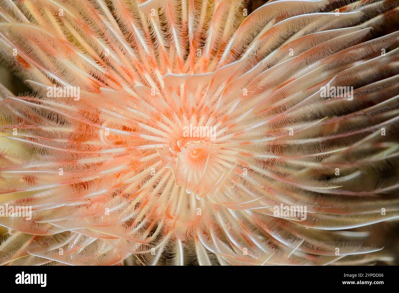 Herrliche Tube Worm, Protula Magnifica, Lembeh Strait, Nord-Sulawesi, Indonesien Stockfoto