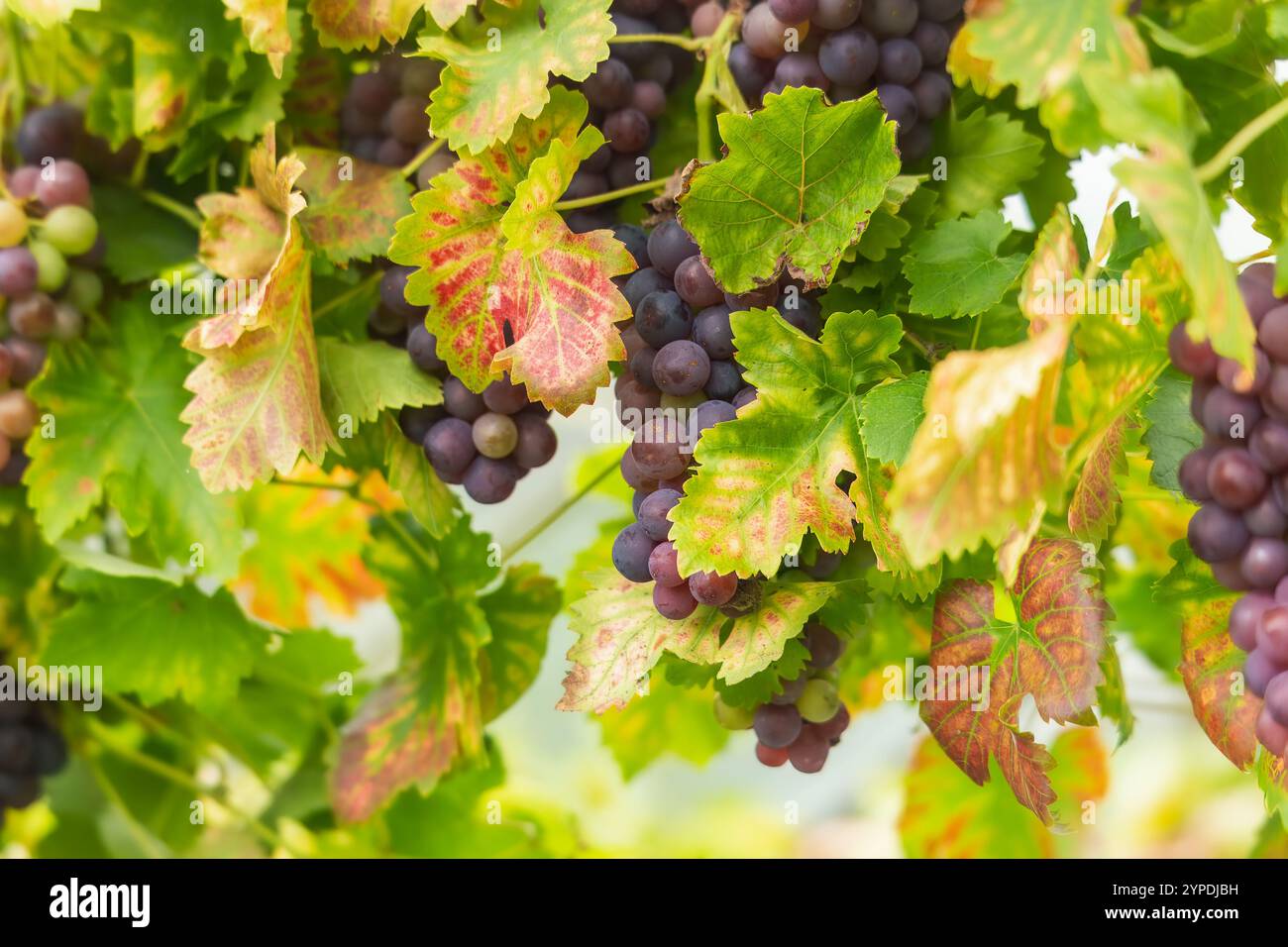 Üppige Weinrebe mit mehreren violetten Trauben, eingebettet zwischen grünen und gelben Blättern, signalisieren die Erntezeit. Stockfoto