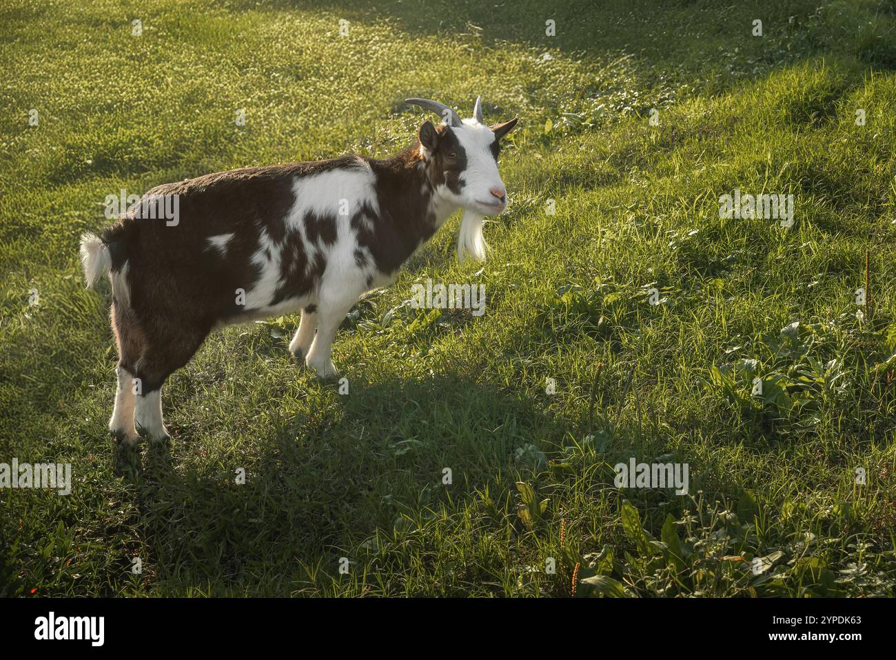 Männliche Hausziege (Capra hircus) Stockfoto