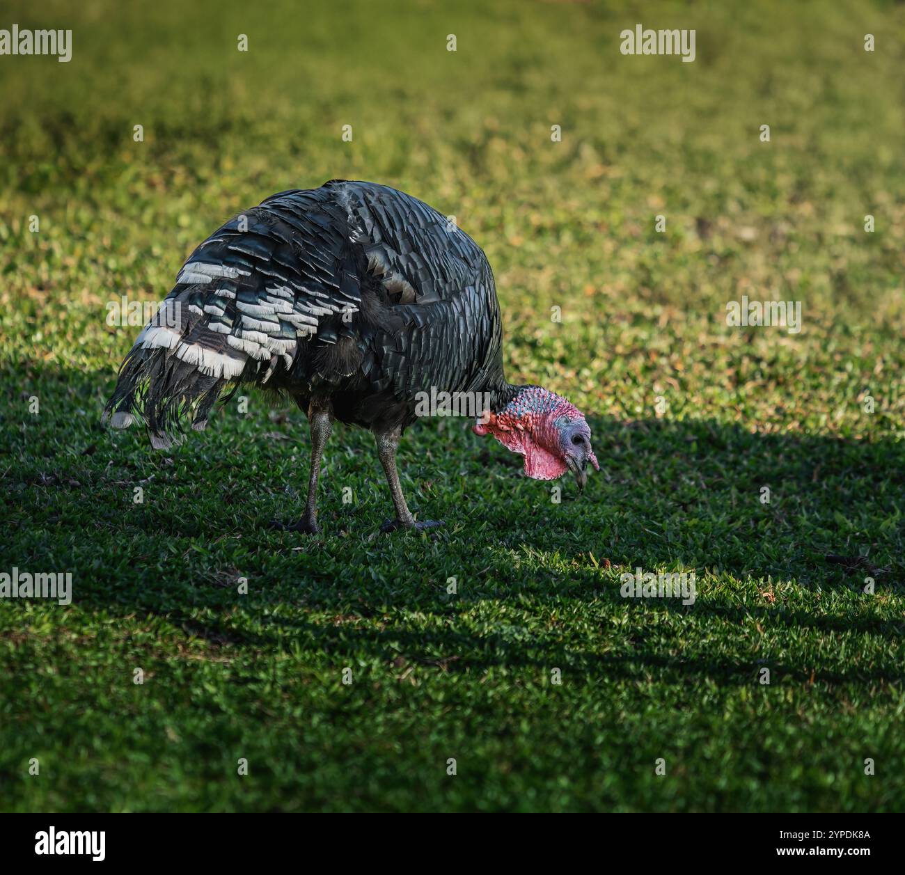 Inländische Truthühner essen (Meleagris gallopavo domesticus) Stockfoto