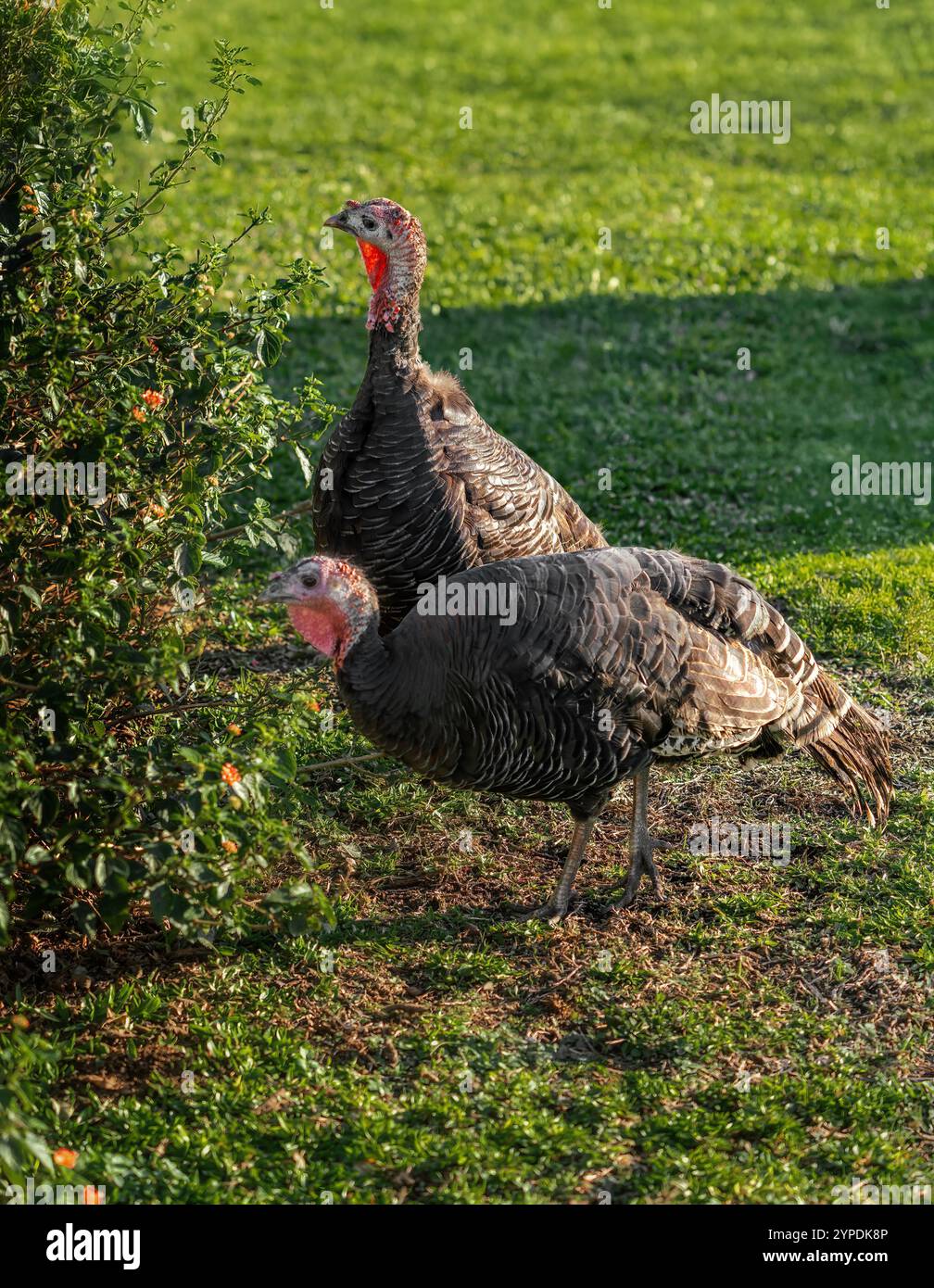 Paare von Haustruthühnern (Meleagris gallopavo domesticus) Stockfoto