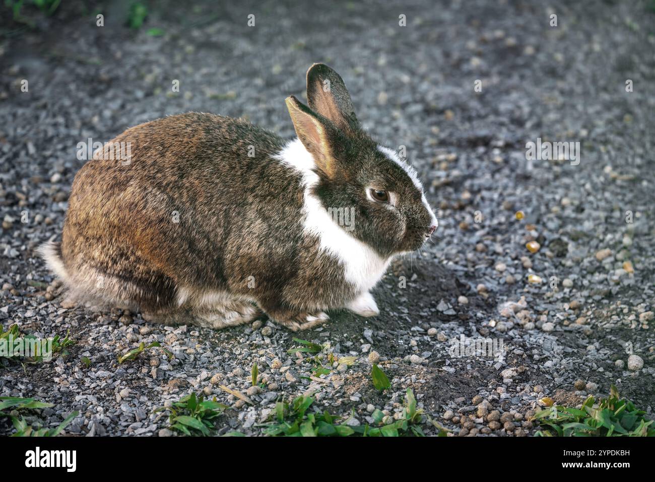 Hauskaninchen - Niederländisches Miniatur-Kaninchen Stockfoto