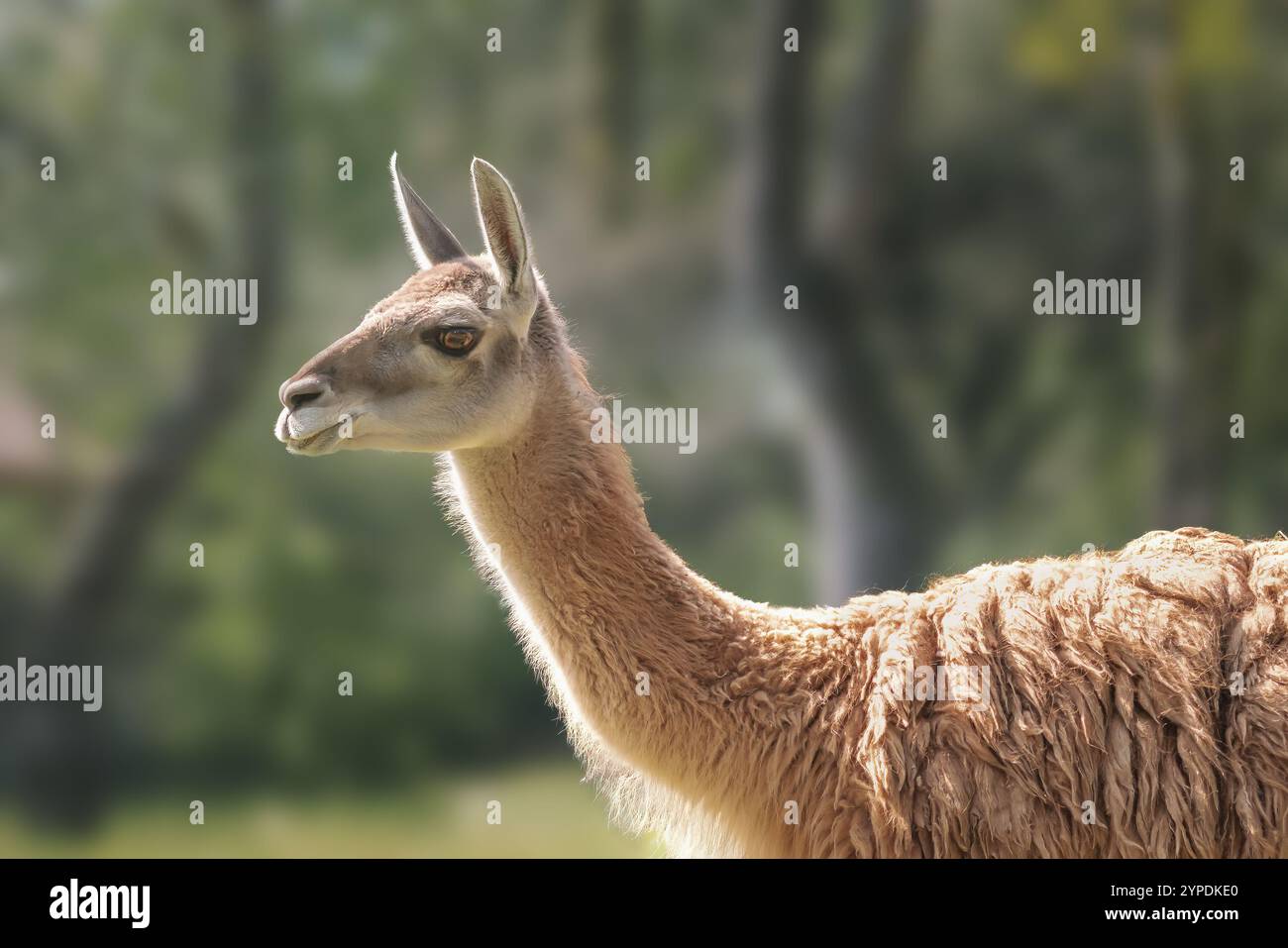 Südamerika Guanaco (Lama guanicoe) Stockfoto