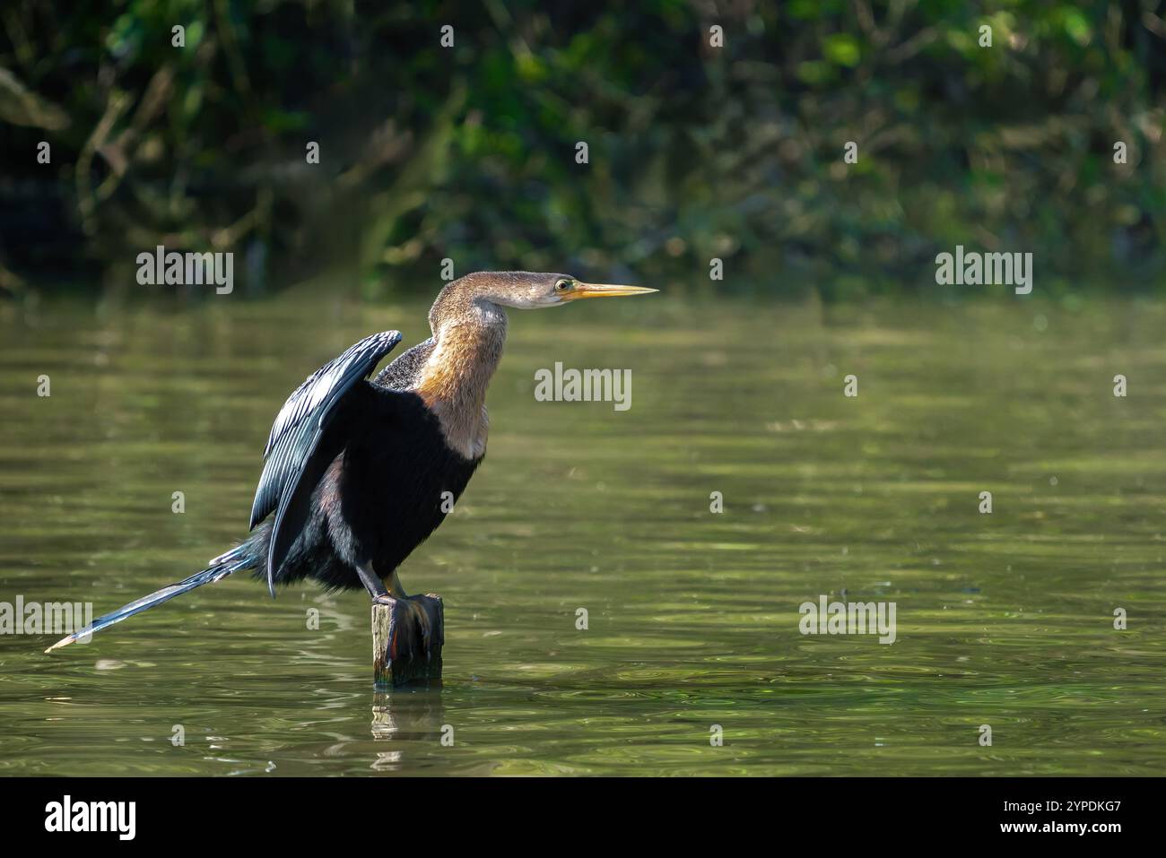 Weibliche Anhinga oder amerikanische Darter auf einem See (Anhinga anhinga) Stockfoto