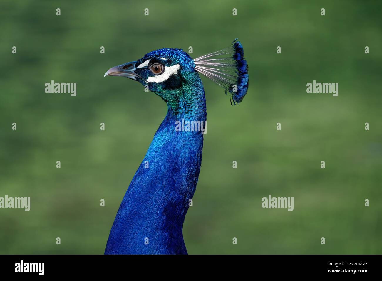 Männliche indische Pfauze (Pavo cristatus) - Pfau Stockfoto