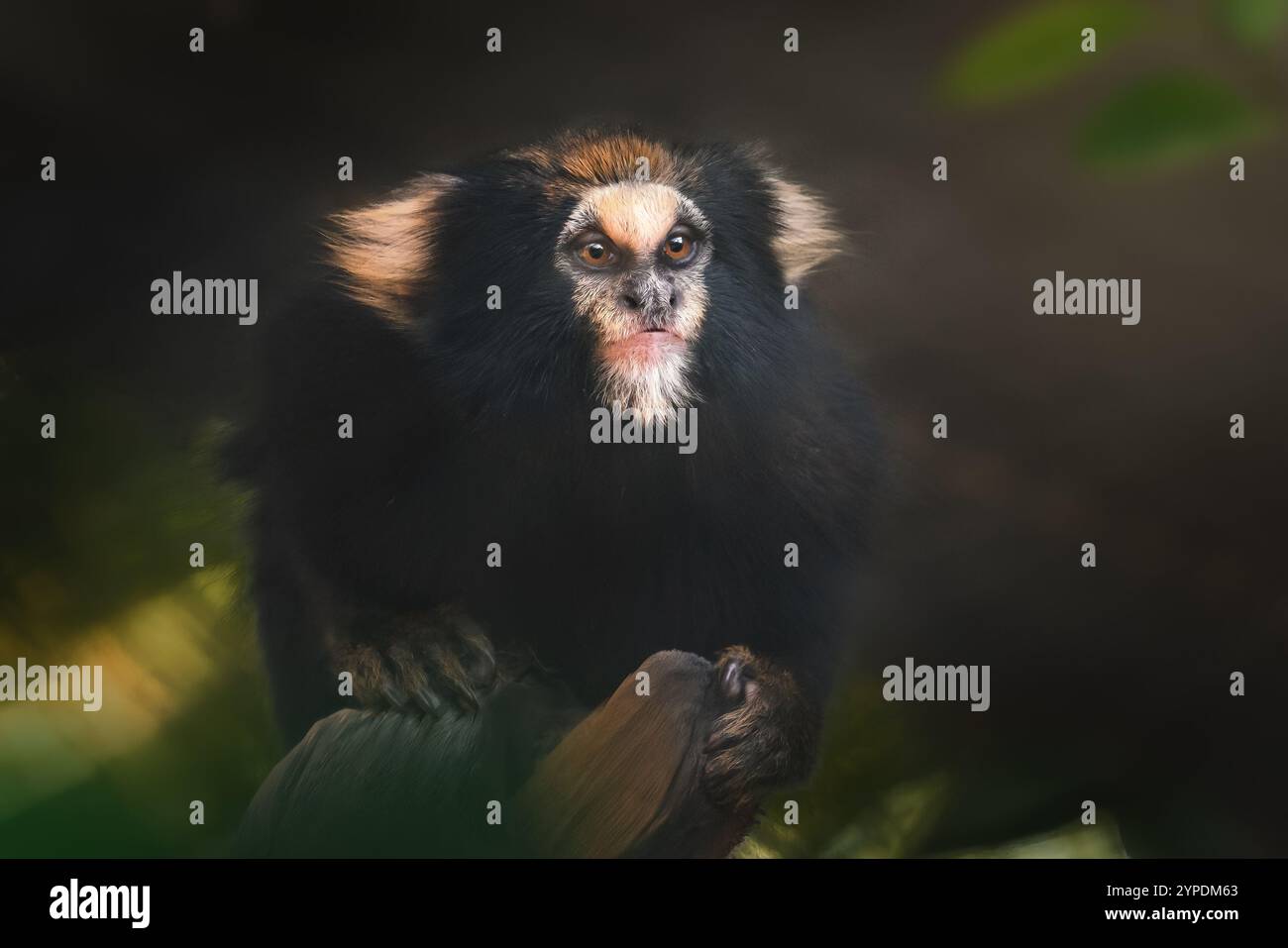 Büffel getuftete Maultier-Affe (Callithrix aurita) Stockfoto