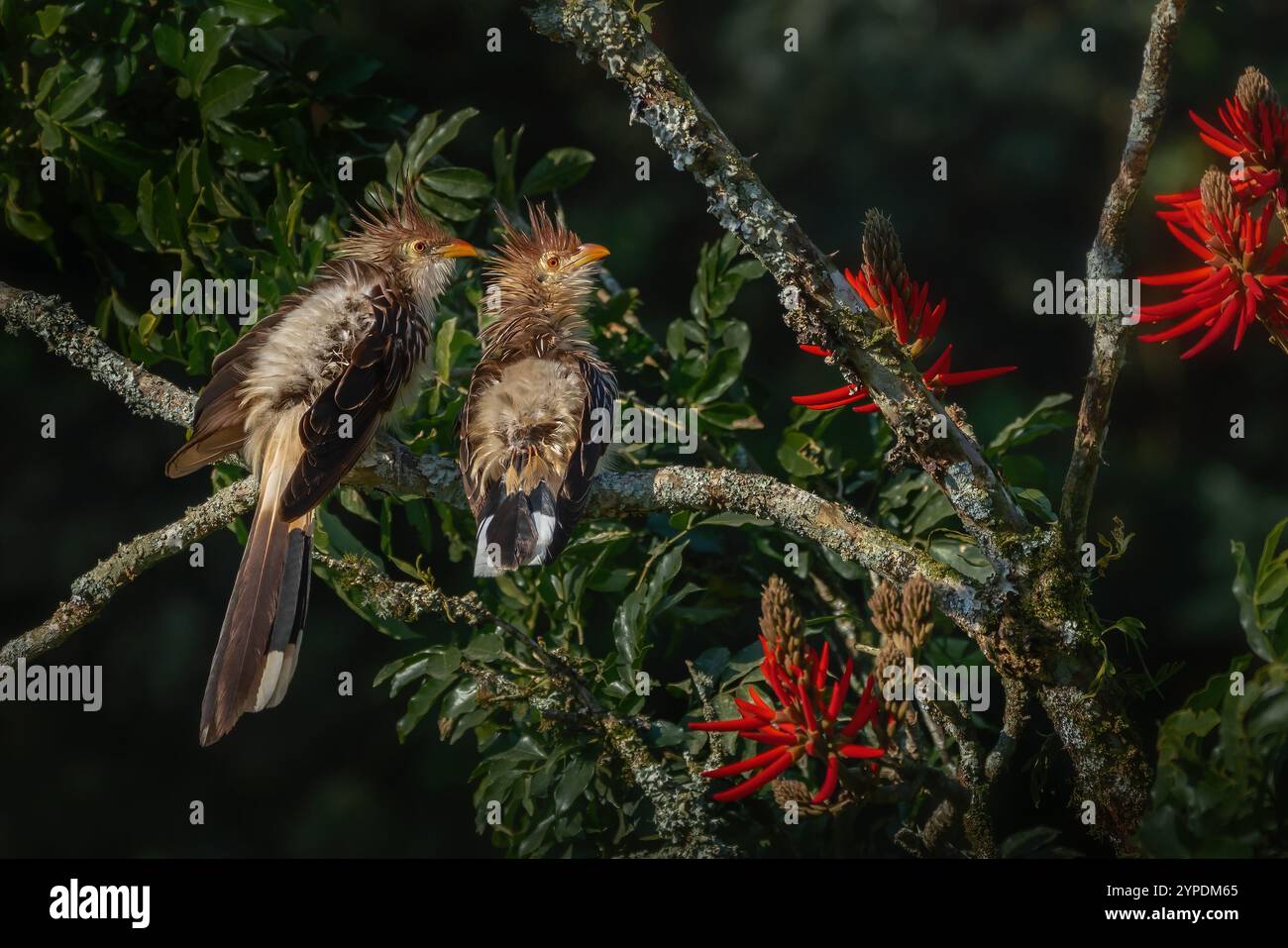 Paar Guira Kuckuckvögel (Guira Guira) Stockfoto