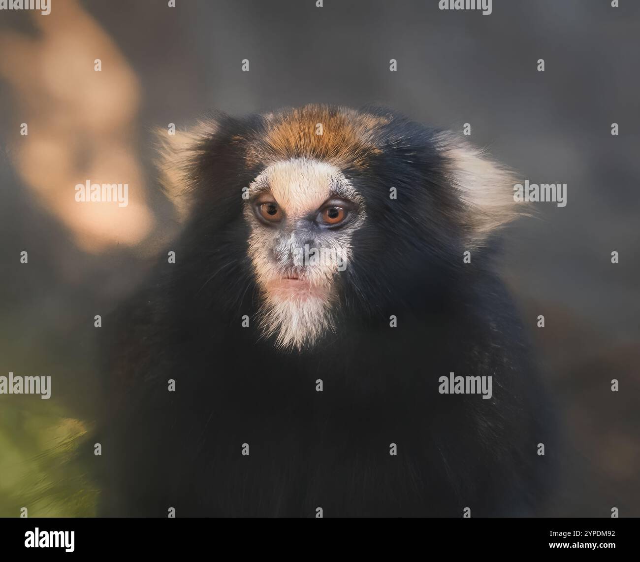 Büffel getuftete Maultier-Affe (Callithrix aurita) Stockfoto