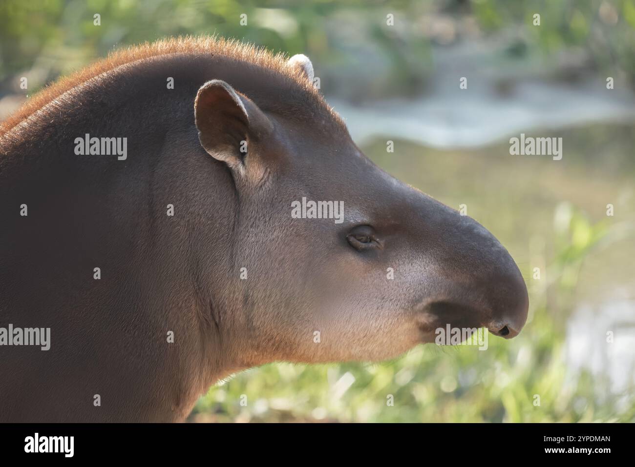 Flachland Tapir Face (Tapirus terrestris) Stockfoto