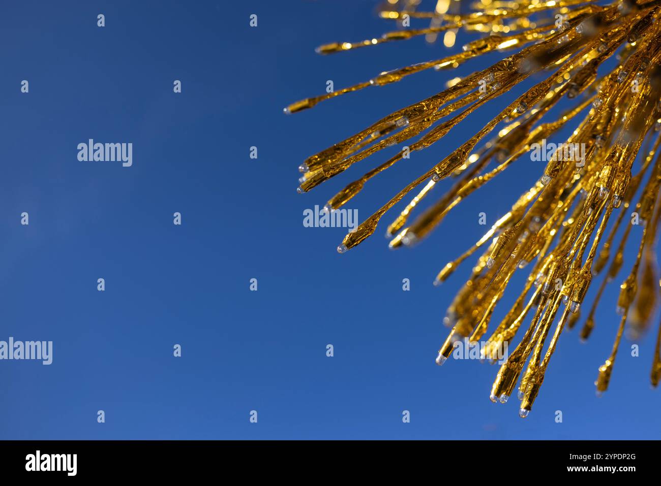 Goldener Weizen, der vor einem klaren blauen Sommerhimmel flattert, weckt ein Gefühl von Schönheit Stockfoto